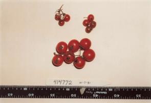 Click for 1 image(s) for this accession. FRUIT